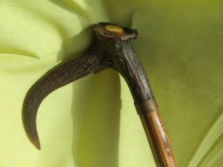 Antique German Stag Antler Handle Carved Hickory Cane Walking Stick