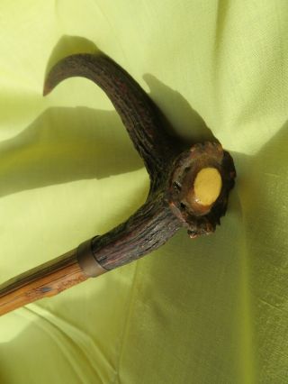 Antique German Stag Antler Handle Carved Hickory Cane Walking Stick 3