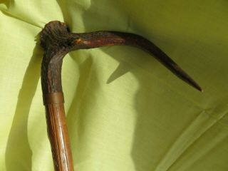 Antique German Stag Antler Handle Carved Hickory Cane Walking Stick 5