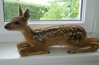 Old Lovely Vintage Premium Baby Deer Fawn Taxidermy Collectors About 1970