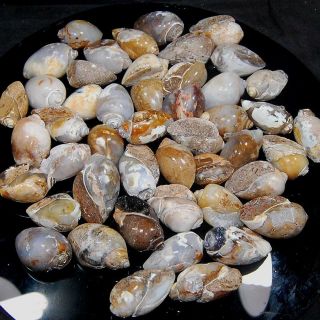 Natural Vintage Stone Shell Pc 89 Loose Gemstone