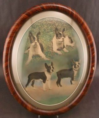 Vintage Boston Terrier Dog Framed Oval Bubble Glass Picture Tinted Dogs
