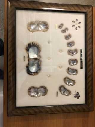 Vintage 1940s 50s Framed Cultured Pearls & Shells Japanese Oyster Growth Display
