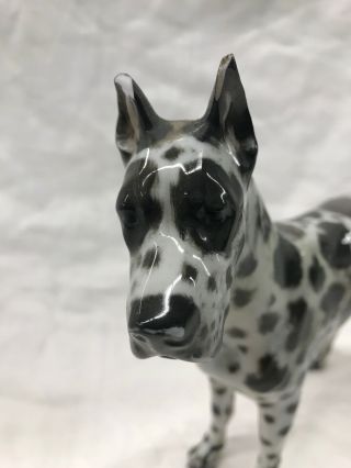 Vintage Rosenthal Harlequin Great Dane Masterpiece - A Best In Show Dog Figurine 5