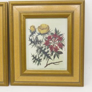 Set of 4 Vintage Robert Grace Gold Crackle Glaze Framed Botanical Art Prints 5