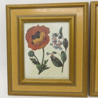 Set of 4 Vintage Robert Grace Gold Crackle Glaze Framed Botanical Art Prints 6