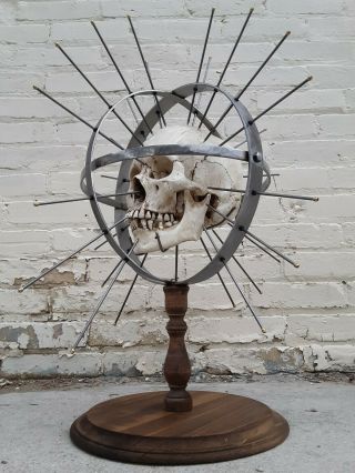 Craniometer Human Skull Display Stand / Skeleton Vintage Medical Real Halloween