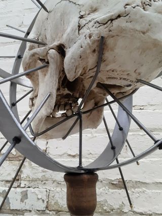 Craniometer Human Skull Display Stand / Skeleton Vintage Medical Real Halloween 2