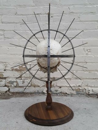 Craniometer Human Skull Display Stand / Skeleton Vintage Medical Real Halloween 3