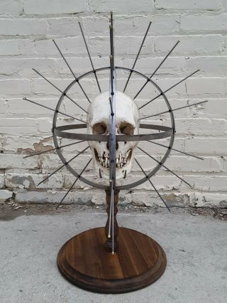 Craniometer Human Skull Display Stand / Skeleton Vintage Medical Real Halloween 6