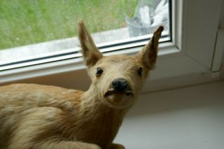 OLD LOVELY VINTAGE BABY DEER FAWN TAXIDERMY COLLECTORS about 1970 5