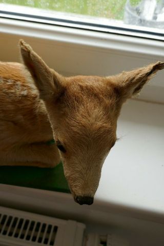 OLD LOVELY VINTAGE BABY DEER FAWN TAXIDERMY COLLECTORS about 1970 6