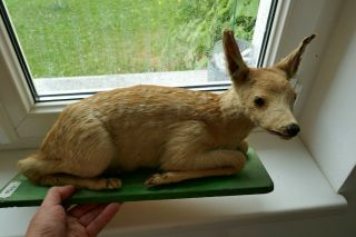 OLD LOVELY VINTAGE BABY DEER FAWN TAXIDERMY COLLECTORS about 1970 7
