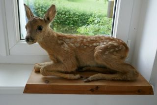 Old Lovely Vintage Premium Deer Fawn Taxidermy Collectors About 1970