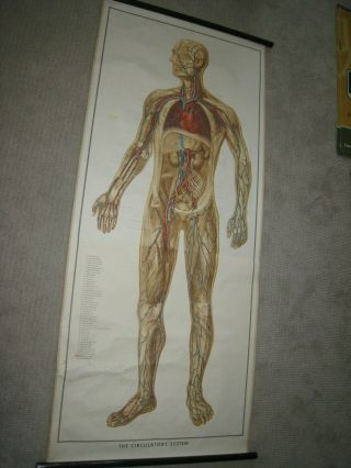 Circulatory System Vintage Roll Up Life Size Chart Dr Neues 1952 Medical Anatomy