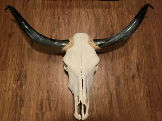 Vintage Steer Longhorn Cow Bull Wall Plaque Sculpture Taxidermy Skull Unique