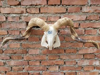 81cm Black Horn Taxidermy Decor Sheep Horns Sheep Skull Big Horn Mounted Vintage