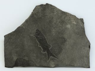 Rare Complete Large Museum Quality Fish Fossil Devonian