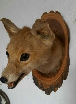 Adorable Vintage Large Red Fox Head Taxidermy,  Pre 1947