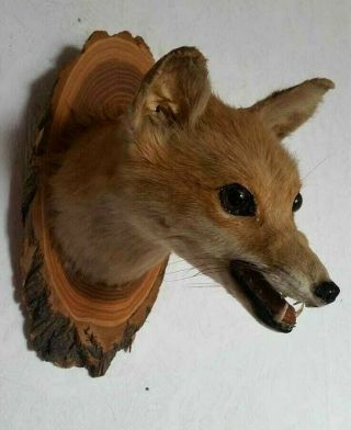Adorable Vintage Large Red Fox Head Taxidermy,  pre 1947 2