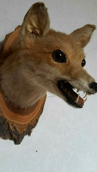 Adorable Vintage Large Red Fox Head Taxidermy,  pre 1947 3