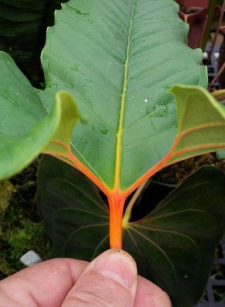 Anthurium ivanportilloi - simply one of the finest of all rare tropical aroids 2
