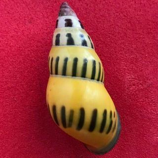 Tree Snail Amphidromus Species (special,  Rare,  Colors)