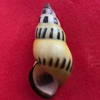 TREE SNAIL Amphidromus species (special,  rare,  colors) 3