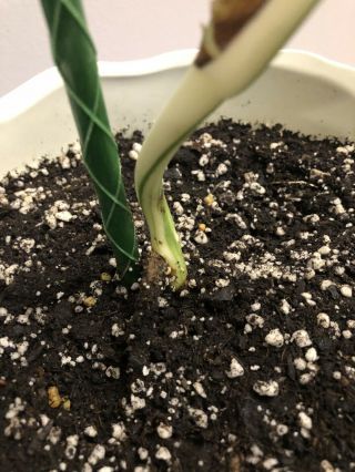 Rare Variegated Monstera Deliciosa Albo Borsigiana Fully Rooted Plant. 2