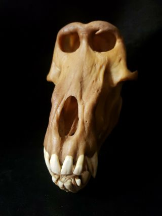 Real XXL Baboon Skull Taxidermy Monkey Primate Old World Fang Head Rare Odd Bone 2