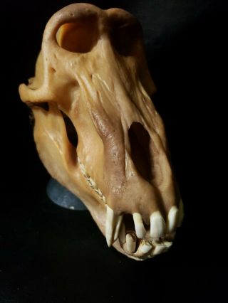 Real XXL Baboon Skull Taxidermy Monkey Primate Old World Fang Head Rare Odd Bone 3