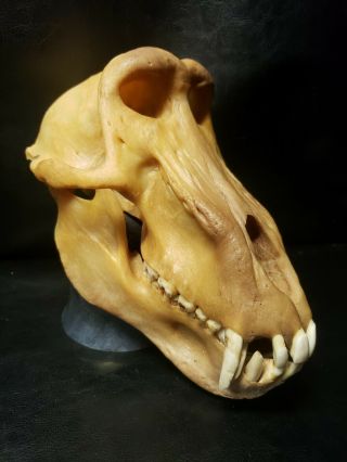 Real XXL Baboon Skull Taxidermy Monkey Primate Old World Fang Head Rare Odd Bone 4