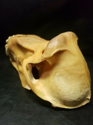 Real XXL Baboon Skull Taxidermy Monkey Primate Old World Fang Head Rare Odd Bone 6