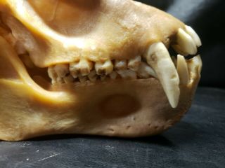 Real XXL Baboon Skull Taxidermy Monkey Primate Old World Fang Head Rare Odd Bone 9