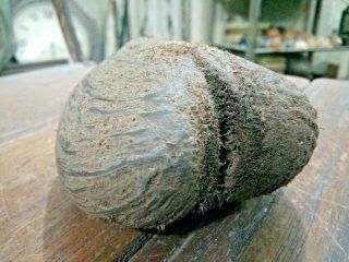Old Vintage Antique Small Baby Coco De Mer Seychelles Nut Rare Double Coconut