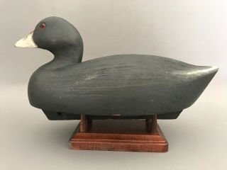 Wildfowler Coot Duck Decoy,  Solid Body,  Glass Eyes,  Paint.