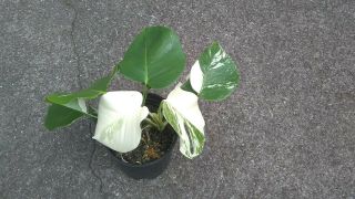 Rare White Variegated Monstera deliciosa/ Swiss cheese plant.  Albino.  2 plants 3