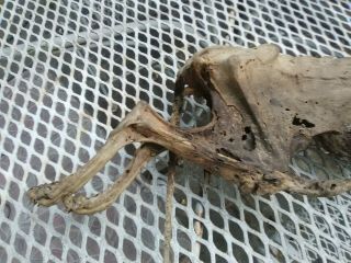 REAL vintage Mummified Cat Horror Oddity Bizarre Collectible Weird,  Scary 2