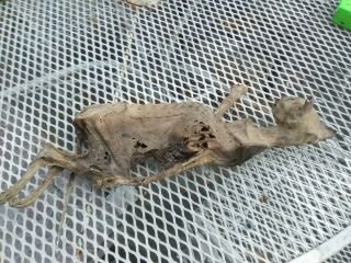 REAL vintage Mummified Cat Horror Oddity Bizarre Collectible Weird,  Scary 3