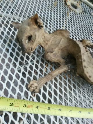 REAL vintage Mummified Cat Horror Oddity Bizarre Collectible Weird,  Scary 4