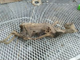 REAL vintage Mummified Cat Horror Oddity Bizarre Collectible Weird,  Scary 5
