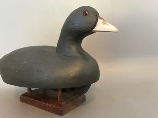 Wildfowler Coot Decoy,  solid body,  glass eyes,  weighted for balance. 8