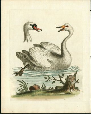 1743 George Edwards Antique Bird Print Hand Color Bird Wild Swan,  Text