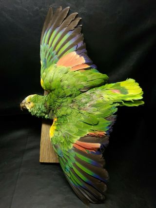 Vintage Taxidermy Blue Front Amazon Green Parrot Mount Flying Mount Rare Stuffed