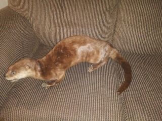 Vintage Taxidermy River Otter
