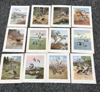 Game Birds Of America Set 12 Vintage Prints 1944 Lynn Bogue Hunt Portfolio