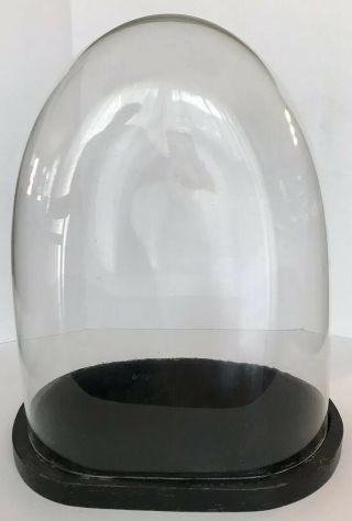 Large Vintage Flattened Glass Dome Display W/wood Base For Clock Figurine Doll
