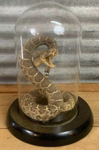 Vtg 21 " Coiled Mounted Rattlesnake Snake Taxidermy Mount In Glass Cloche W/ Base