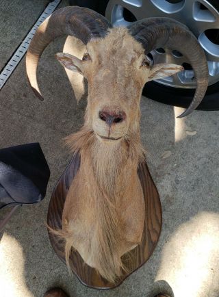 Vintage Aoudad Ram Head Shoulder Mount Barbary Coast Sheep Taxidermy Horns Goat