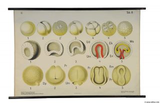 Vintage Rollable Poster Medical Wall Chart Cleavage Outer Overall Design Embryo